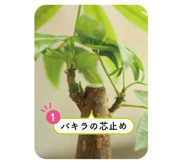 【くわしすぎる園芸店員が教える】観葉植物は「理想の姿形になるのか」を意識して選ぶ 1.パキラ.jpg