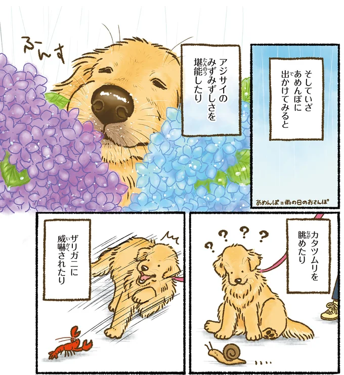 愛犬のレトリバーとびっきりの笑顔だけど...雨の日の散歩は超大変／今日もゴールデンレトリバーに癒されて 15712394.webp