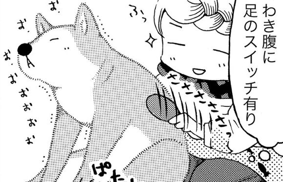 「かわいすぎるでしょう」シニア犬・ハチさんの表情に悶絶／じじ柴ハチさんは、今日も生きています。