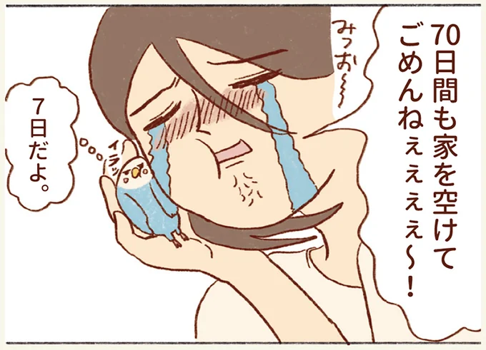 人間の10倍の速度で生きるインコ。7日も家を空けた私が大急ぎで帰ったら「あれ？」／プジェ日記！ 