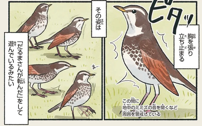 遠目で見ても歩き方で分かる。この鳥の歩き方は一味違う！／意外と知らない鳥の生活