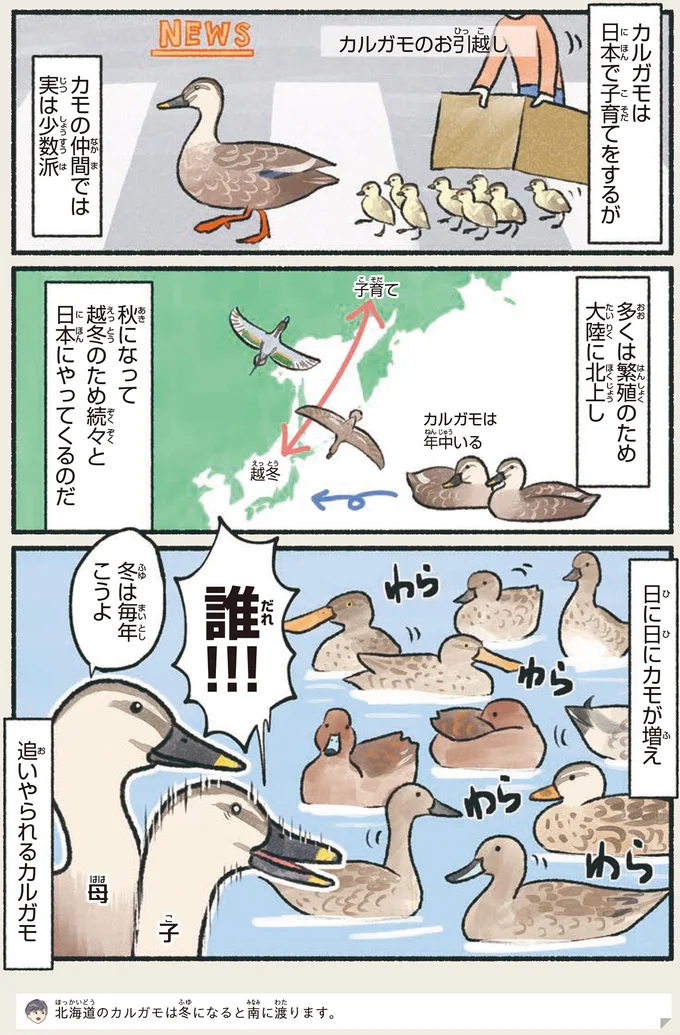 どんどん派手になるカモたち...でもカルガモがずっと「地味」な理由は／意外と知らない鳥の生活 1.png