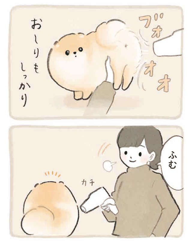 なんということでしょう！  ポメラニアンの愛犬のシャンプー後かわいすぎる／ふわふわポメのぽぽち popochi_p23-2.jpg