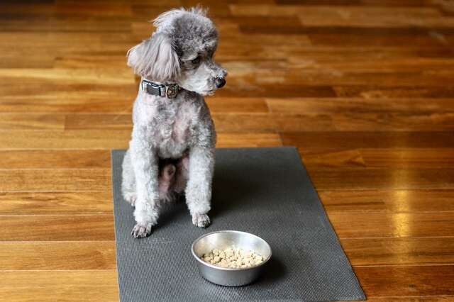 【犬・猫の食欲不振】飼い主が知っておくべき「ルール」と危険な「サイン」