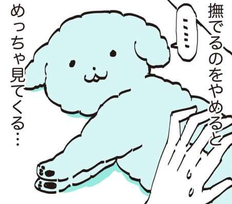 「撫でるのをやめるとめっちゃ見てくる」愛犬。さらに...えええ！／うちのトイプーがアイドルすぎる。