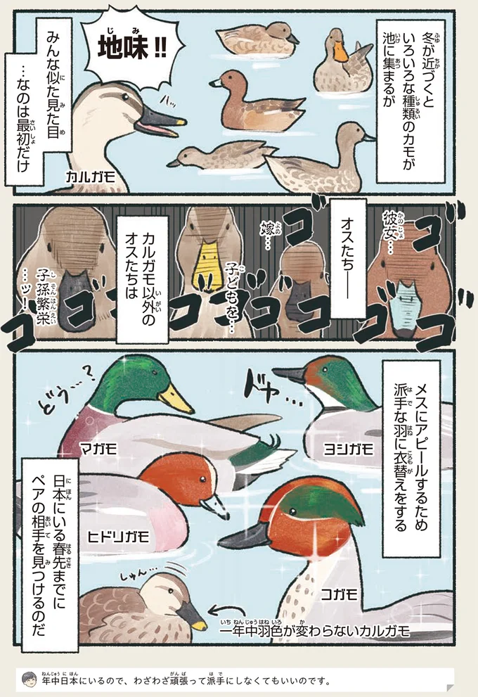 どんどん派手になるカモたち...でもカルガモがずっと「地味」な理由は／意外と知らない鳥の生活 11.png