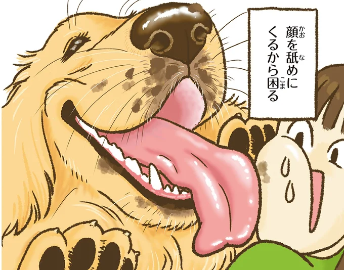なんだか豪快な愛犬のレトリバー。水を飲むだけでこぼす、振り向く、そして...／今日もゴールデンレトリバーに癒されて 15711790.webp