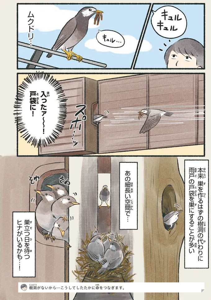 『意外と知らない鳥の生活 1〜2』 72.webp