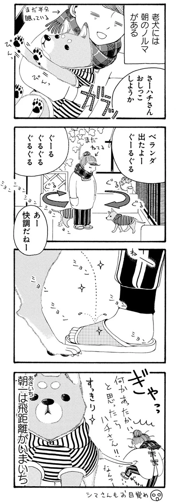 『96歳の柴犬ハチさんは、今日もお散歩しています。』 22.webp