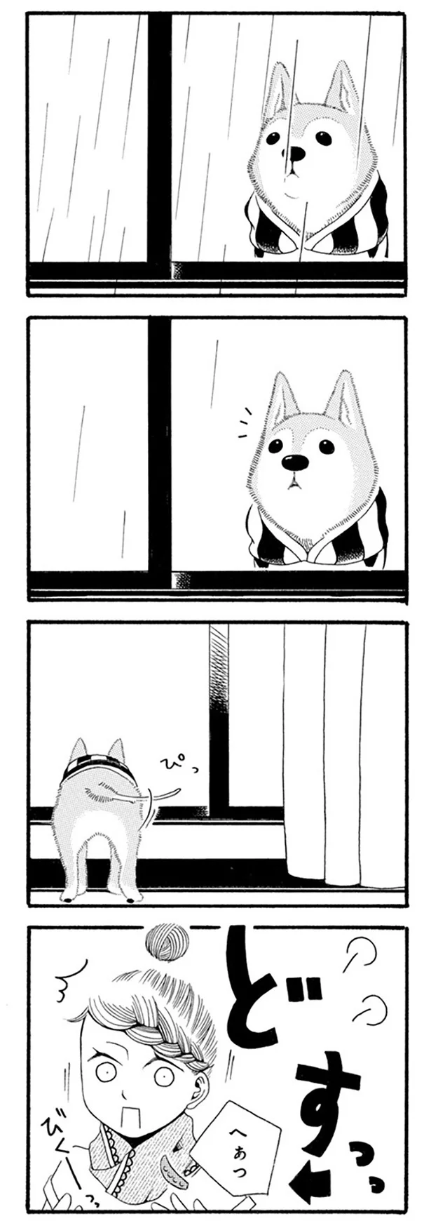 『96歳の柴犬ハチさんは、今日もお散歩しています。』 64.webp