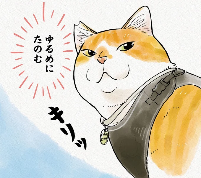 一番の楽しみは母さんとの散歩。甘えん坊の元野良猫が「猫武将」に!/元野良猫チャチャ 本日も見まわり中