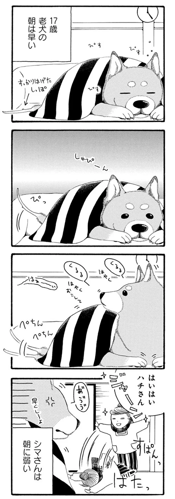 ベランダで徘徊？ 17歳のおじいちゃん犬のルーティーン／96歳の柴犬ハチさんは、今日もお散歩しています。 21.webp