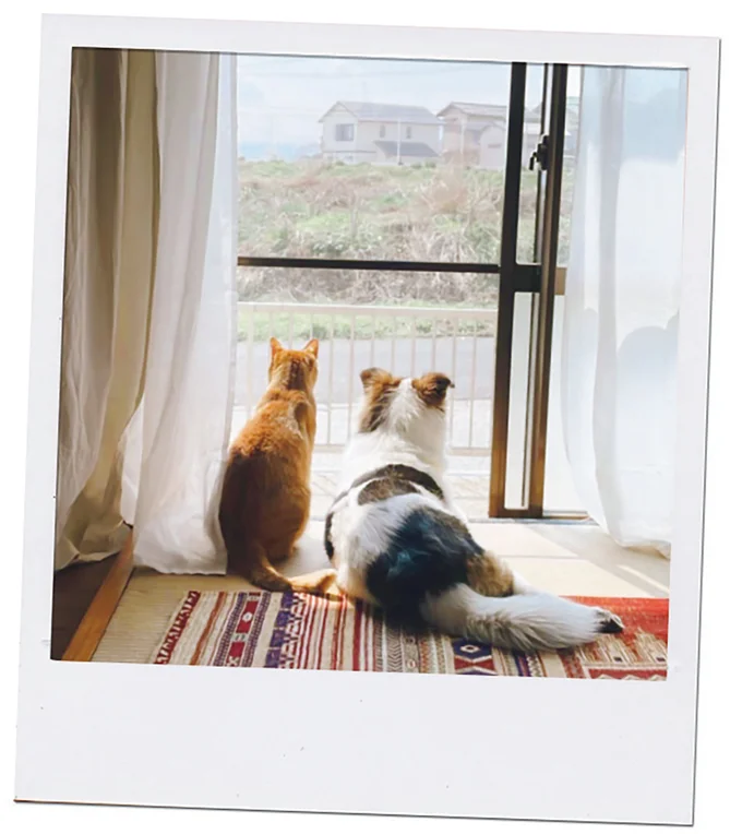 『ターとアグのしあわせ日和 元ノラ猫と元保護犬、ふたりは親友』 11-07.png