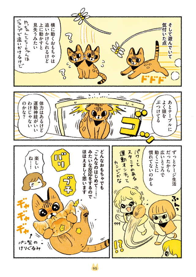 ベンガル猫の体力は無限⁉ ももちゃんとの「初めて」は戸惑い楽しい！／茶トラのやっちゃんとちーちゃん3 3.jpg