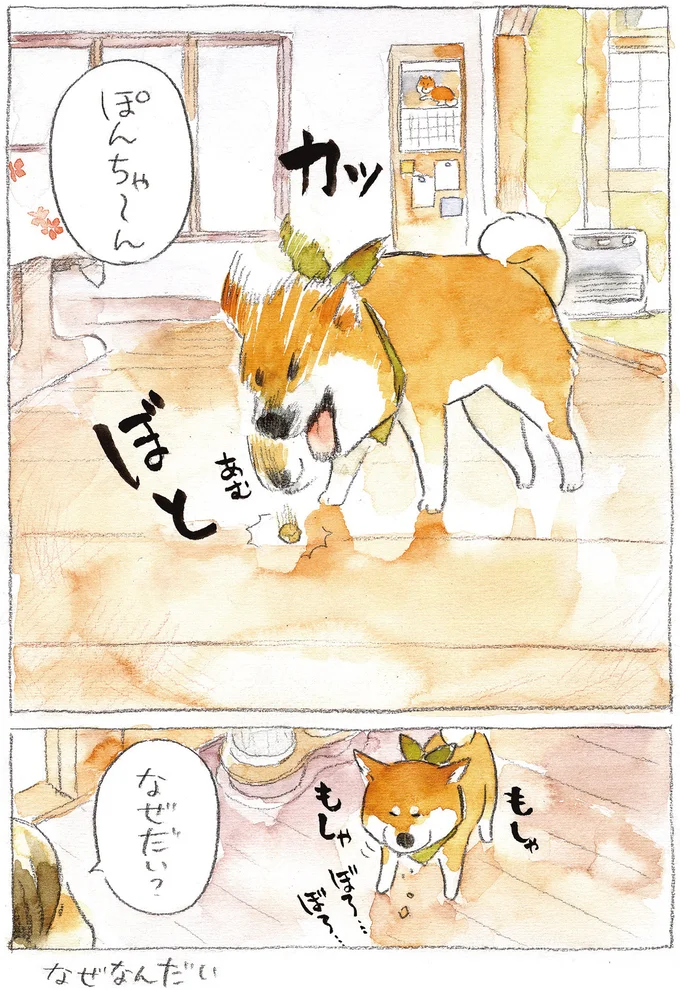 なぜなんだい!? うちの柴犬のヘンな食べ方／柴犬ぽんちゃん、今日もわが道を行く２ 02-04.png