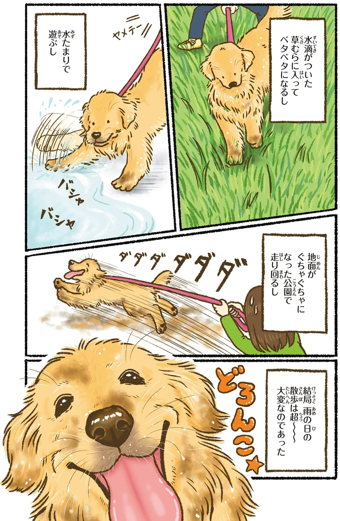 愛犬のレトリバーとびっきりの笑顔だけど...雨の日の散歩は超大変／今日もゴールデンレトリバーに癒されて 15713647.webp