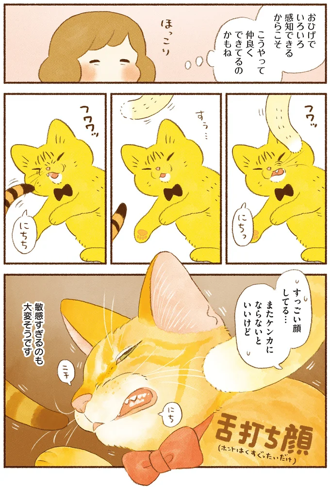 『しまねこ3姉妹と暮らしています　深まるきずな編』 13539127.webp