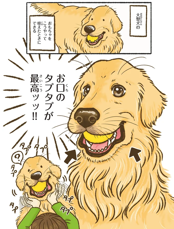 ゴールデンレトリバーの後頭部を見て。ついこれをやってしまう...！／今日もゴールデンレトリバーに癒されて 15712378.webp