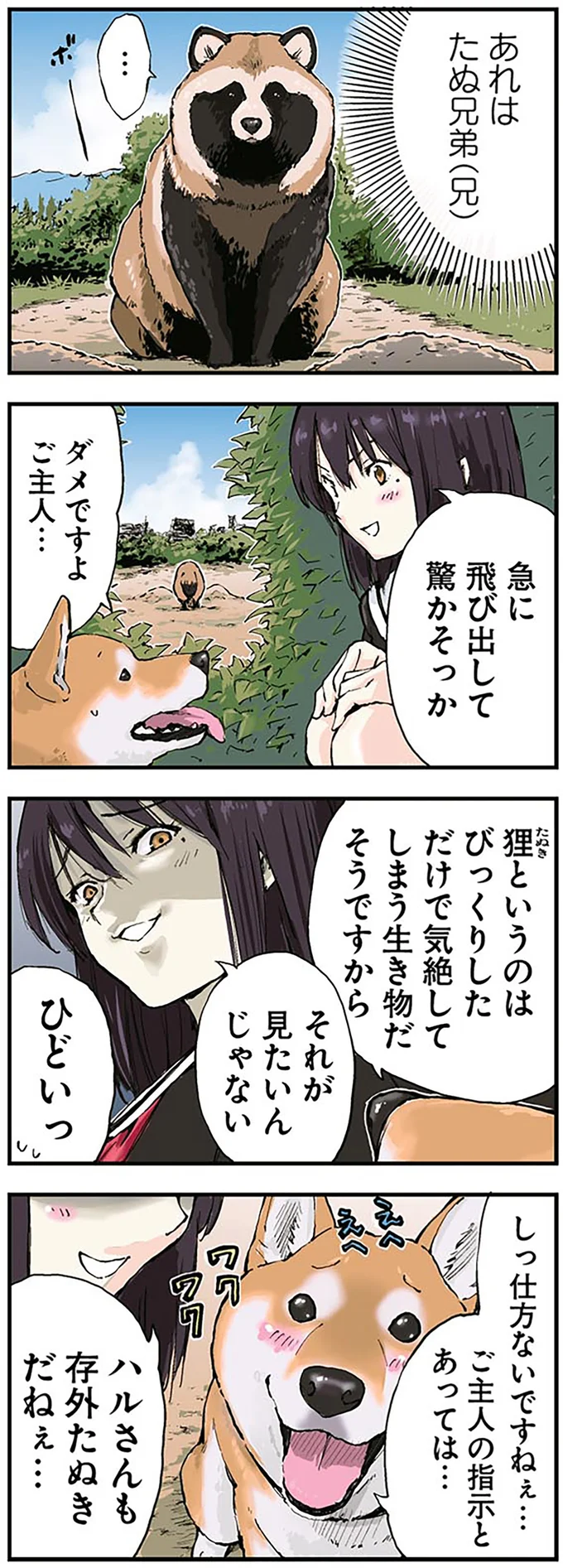 柴犬とタヌキの化かし合い。「それが見たいんじゃない」とワクワクだが...／世界の終わりに柴犬と 1.png