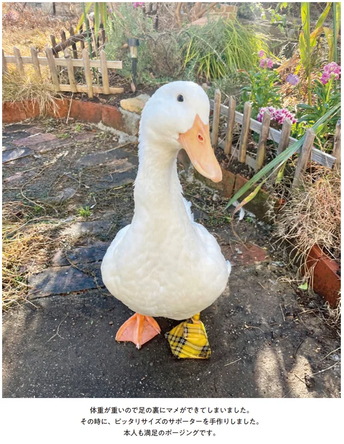 『エースくんとヨバンさん 犬とアヒルの友情物語』 94.webp