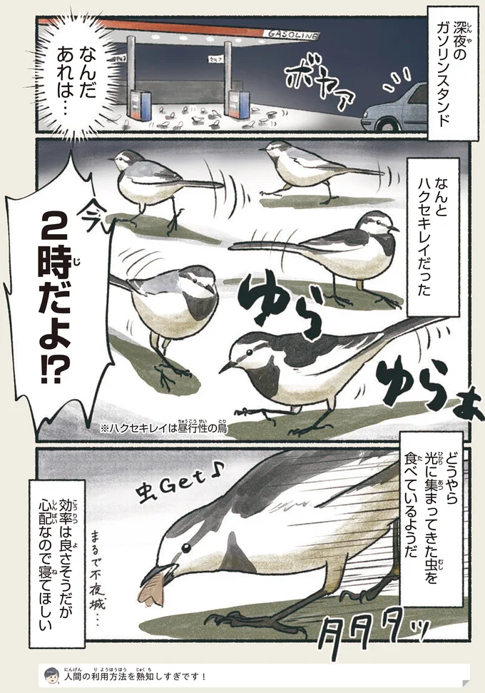 『意外と知らない鳥の生活 1〜2』 102.webp