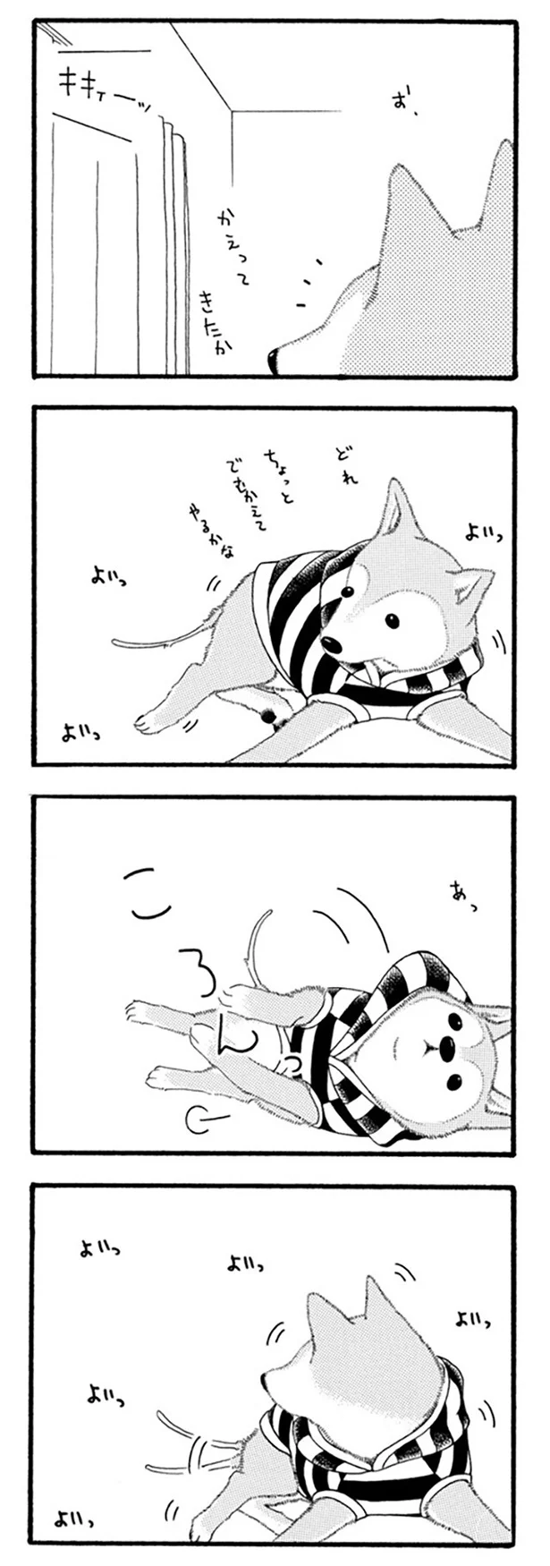 『96歳の柴犬ハチさんは、今日もお散歩しています。』 46.webp