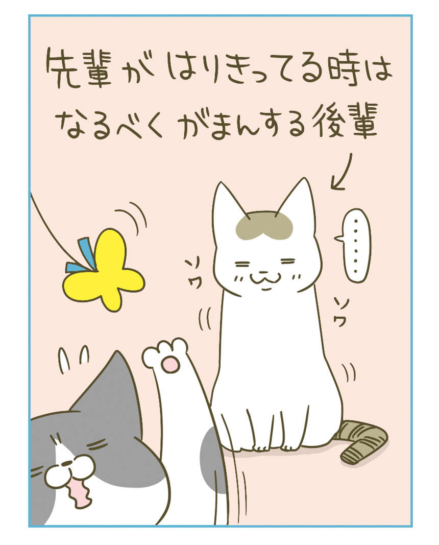 トロい猫がおもちゃで遊ぶかわいさ...！ 同居猫の姿もたまらない／うちの猫がまた変なことしてる。3 11.jpg