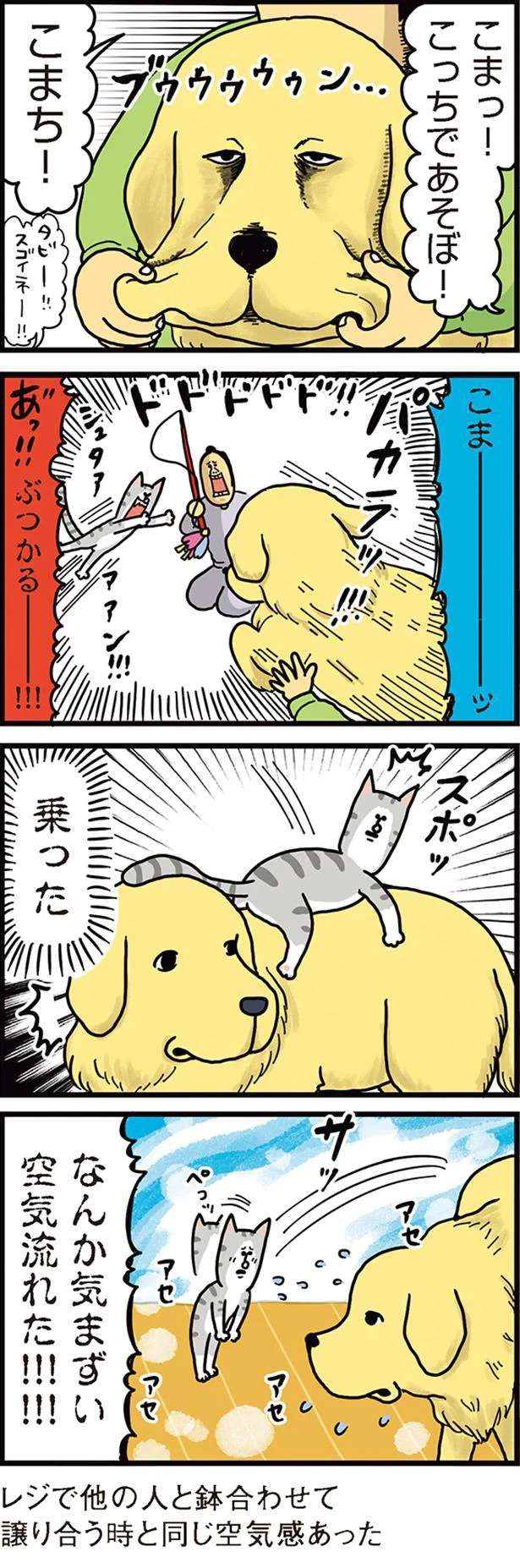 お互い遊んでいた犬と猫がニアミス。その時流れた空気は...／まめきちまめこニートの日常 1 mameko9_2.jpeg