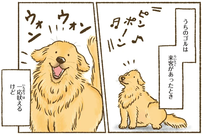 愛犬レトリバーは来客時に一応吠えるけど...めっちゃしっぽ振ってるのはなぜ／今日もゴールデンレトリバーに癒されて 15712356.webp