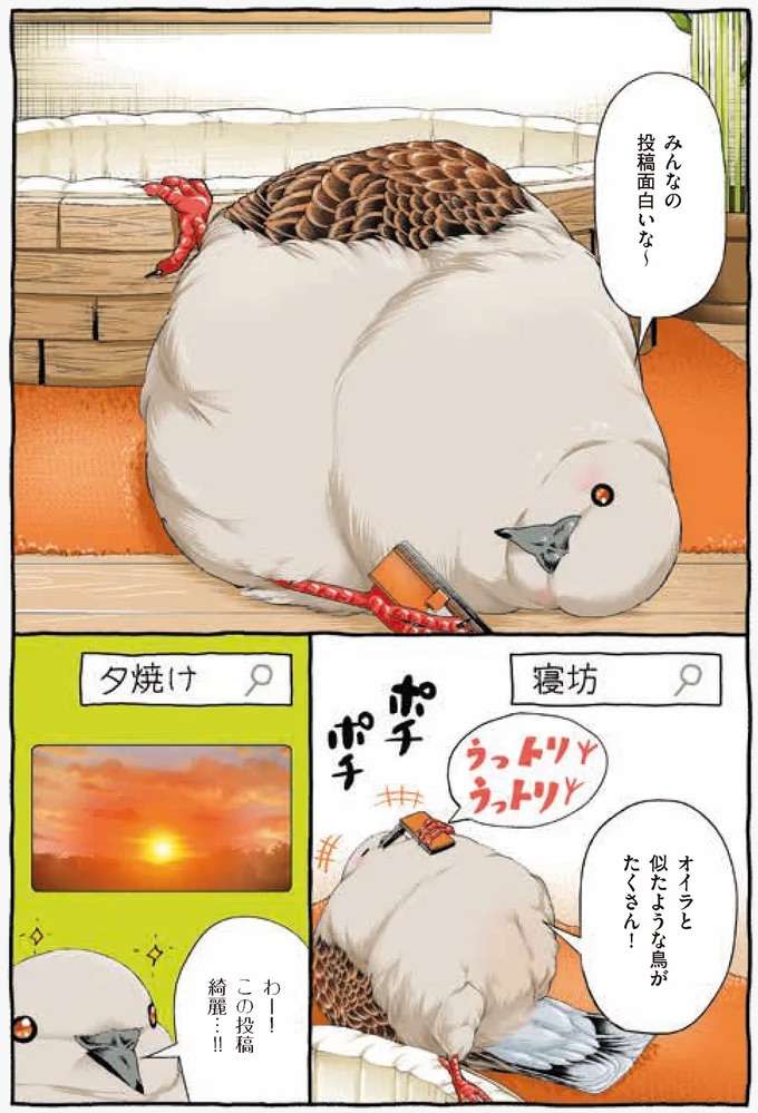 遠くの鳥と感動を共有。SNSデビューして見つけた小さな幸せ／キジバトくん日記 kijibato8_5.jpeg