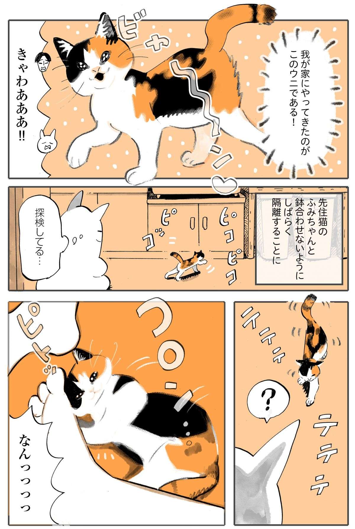 「きゃわああ！」新しく迎えた赤ちゃん猫。先住猫との初対面は最悪の結果に!? ／うちの猫は仲が悪い fumiuni3_002.jpg.jpg