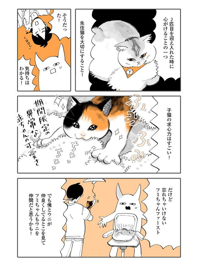 仲良くなる兆しが見えない猫2匹。「先住猫ファーストを貫け」と夫に説教したが...／うちの猫は仲が悪い fumiuni4_003.jpg