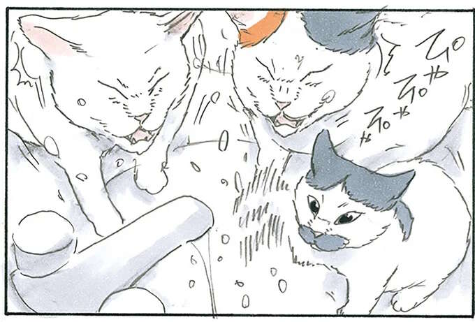 水かかるの分かってても...猫が洗面台に。何も起きないはずがなく？／拾い猫のモチャ7