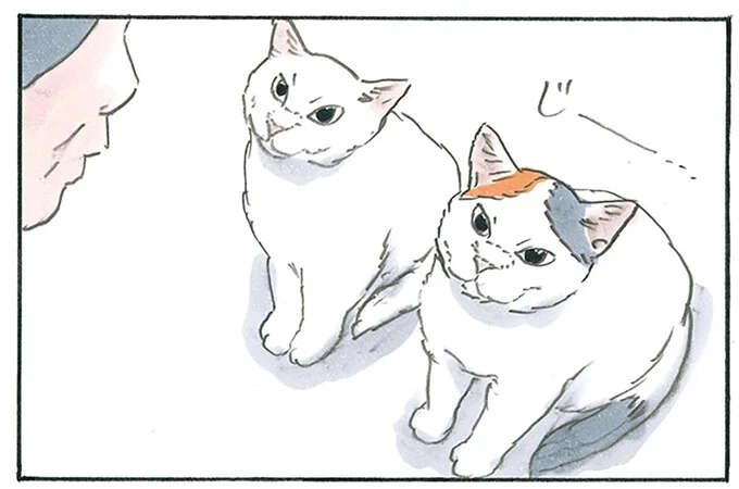 まず子猫が甘えてその後に？ おやつがほしい猫たちのあざとい作戦／拾い猫のモチャ7