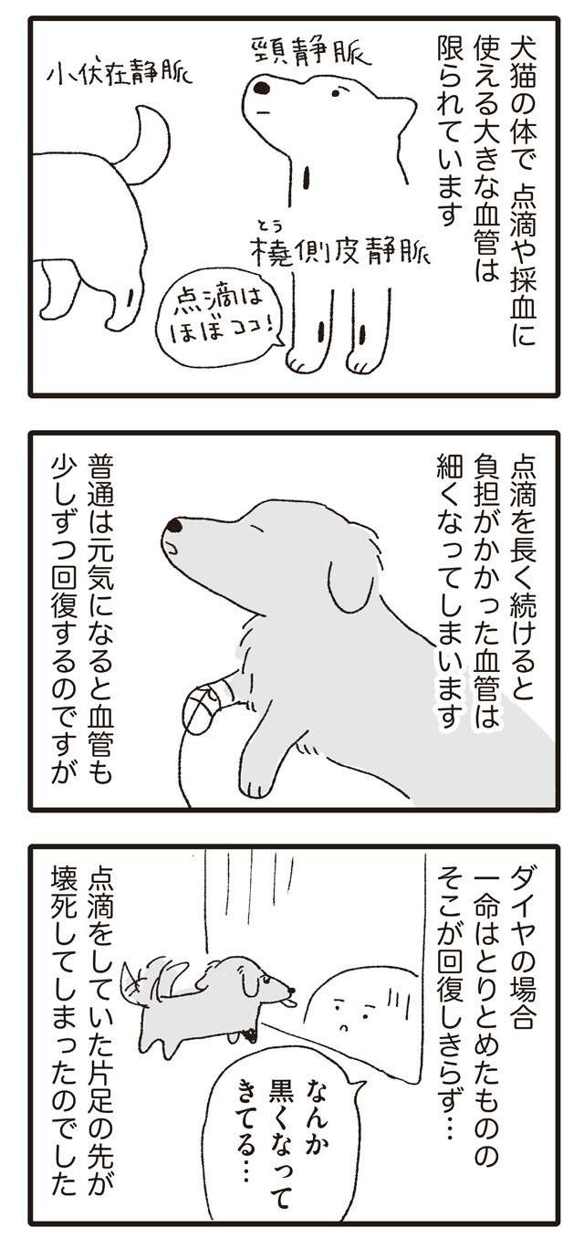 瀕死だった犬にさらなる問題が！ 点滴の負担で血管が細くなり、とうとう片足が／いぬねこ動物病院日記 inunekonikki16-2.jpg