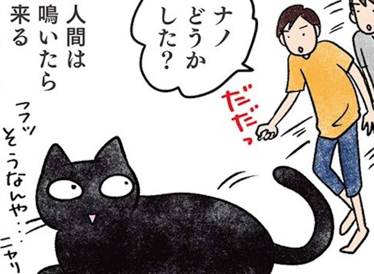 「もう覚えたで」猫が覚えた人間（＝下僕）を操る方法／黒猫ナノとキジシロ猫きなこ