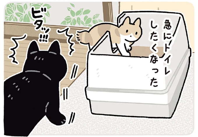 「猫の気遣い」がすごすぎる! 追いかけっこ中、猫がトイレに入ったら...?/黒猫ろんと暮らしたら7