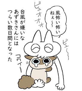 「あついやんか！」夏は構いすぎると怒る愛猫。でも放っておくと...／まだまだ!!! シャム猫あずきさん