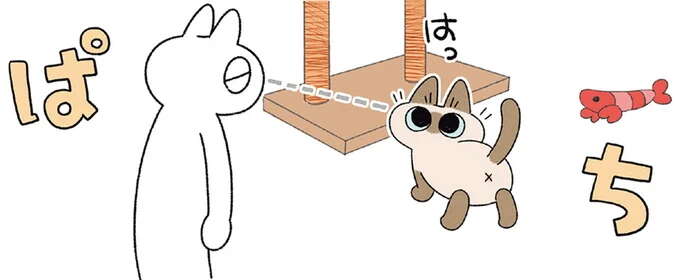 11歳の猫は人間でいう60歳くらい。タワーで遊ぼうとするが、飼い主と目が合うと...／ますます!!!!!! シャム猫あずきさんは世界の中心