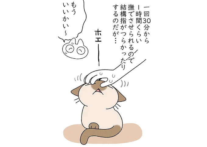 猫のゴロゴロ音と幸せそうな顔。飼い主は何回でも、何時間でも／ますます!!!!!! シャム猫あずきさんは世界の中心