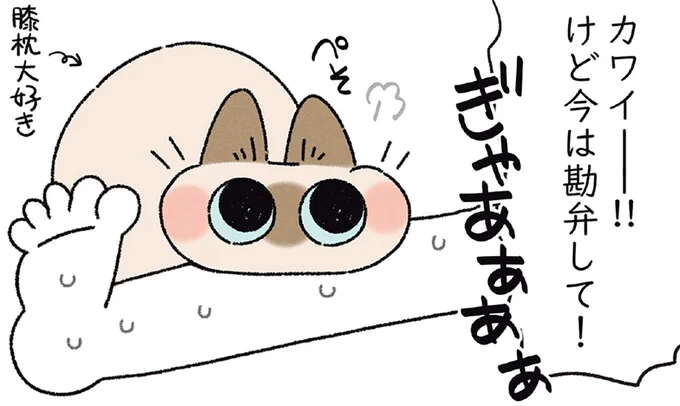 「今は勘弁して！」愛猫の膝枕も喜べないほど飼い主がピンチに／ますます!!!!!! シャム猫あずきさんは世界の中心