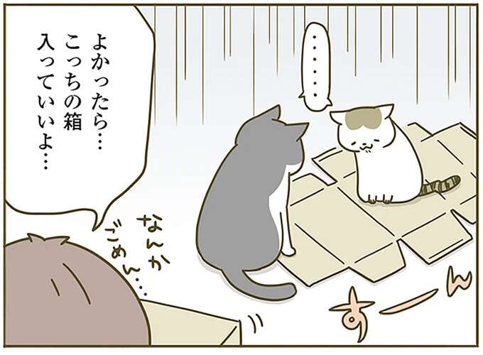 「なんかごめん」猫たちがガッカリした段ボール。便利なんだけど...／うちの猫がまた変なことしてる。