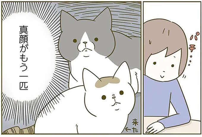 猫のリアクションが悲しすぎる...飼い主が「愛情を伝えるサイン」を出したら／うちの猫がまた変なことしてる。2