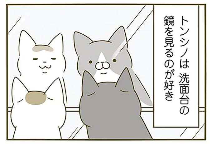 鏡を見るのが好きな猫。目線を追ったら...見ていたものにゾッ！／うちの猫がまた変なことしてる。2