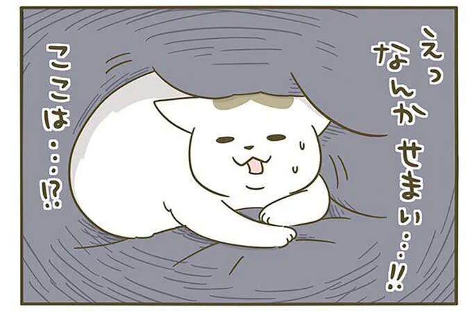 猫も寝ぼけるって知ってた？ うちの猫が「起きて慌てた」理由／うちの猫がまた変なことしてる。3