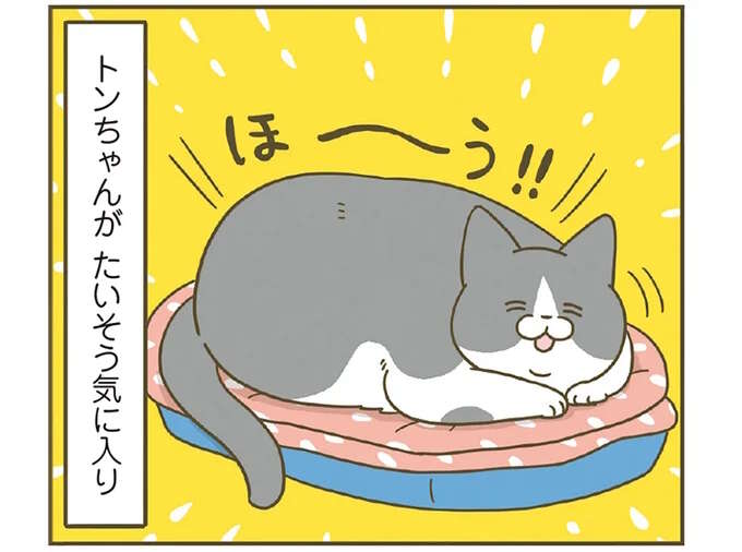 冬、猫のために用意した「あったかベッド」。気に入ったのはいいけど...／うちの猫がまた変なことしてる。8