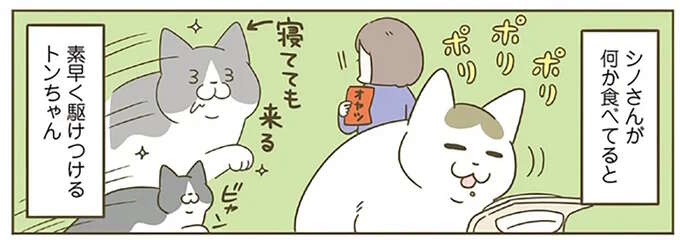 食いしん坊猫の「困惑顔」。同居猫の音を聞きつけてやってきたが...／うちの猫がまた変なことしてる。8