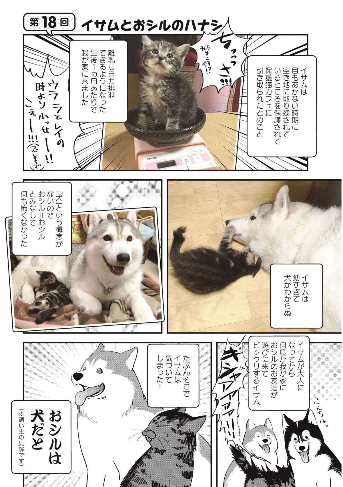 大型犬と一緒に育った子猫。ある日「犬だ」と気づいたようで...／猫とハスキーとハマジ2 neko_husky_hamaji2.3-1.jpg