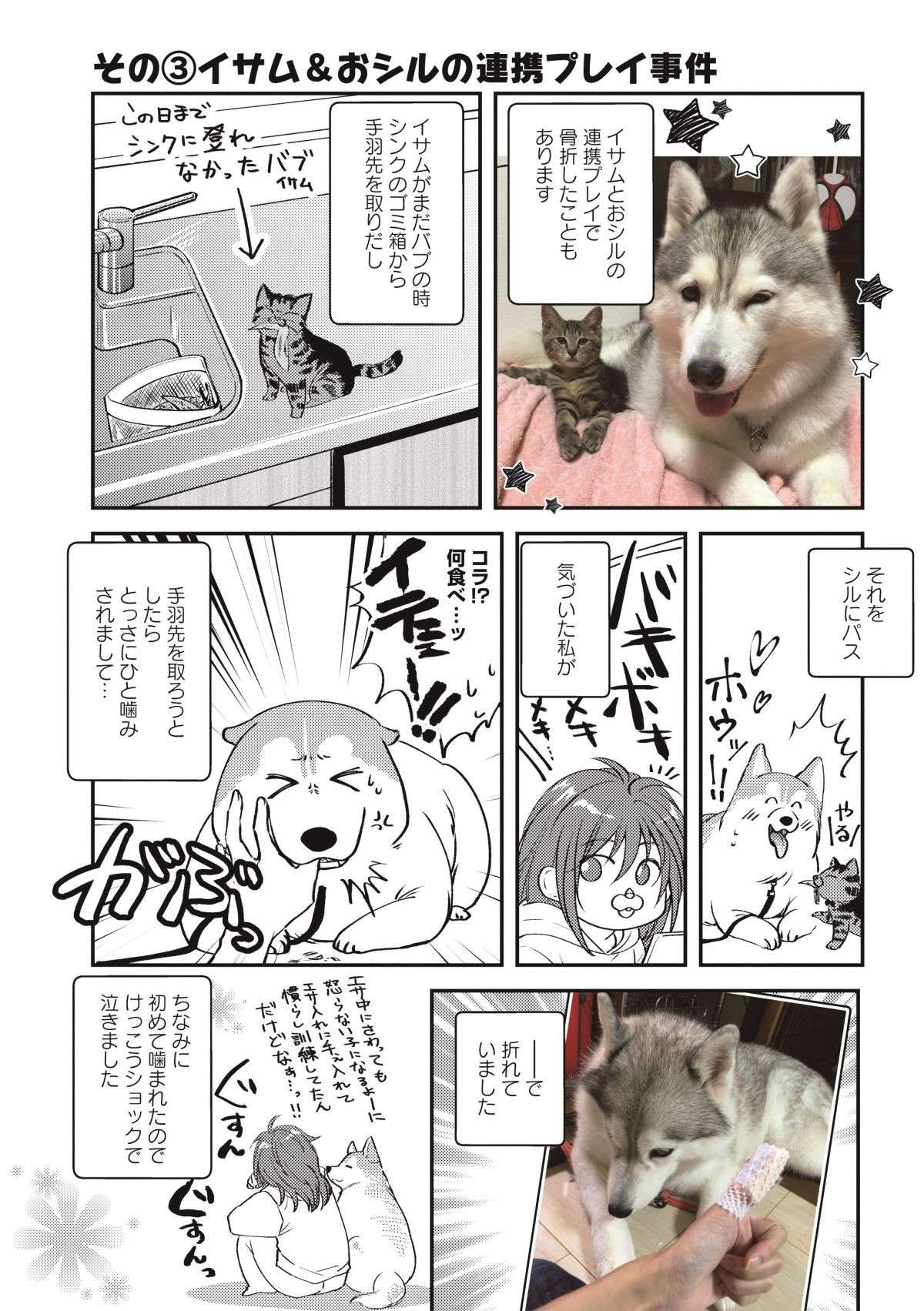  「グキッ！」愛犬の穴掘りによる飼い主の悲劇。ペット絡みの骨折...え、多すぎない？／猫とハスキーとハマジ2 neko_husky_hamaji2.5-4.jpg