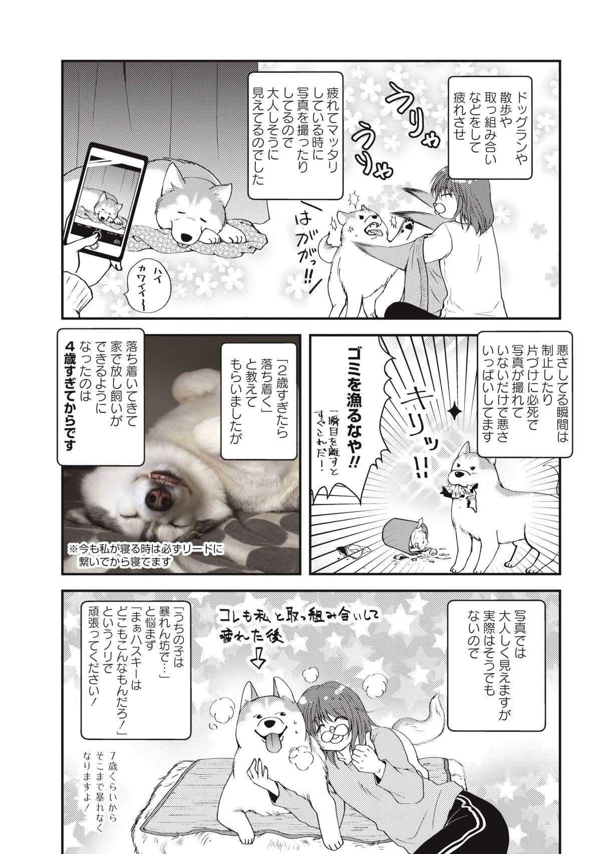 「痛いけど幸せ」犬も猫も甘えん坊になるとかわいいけど...／猫とハスキーとハマジ1 neko_husky_hamaji6-2.jpg